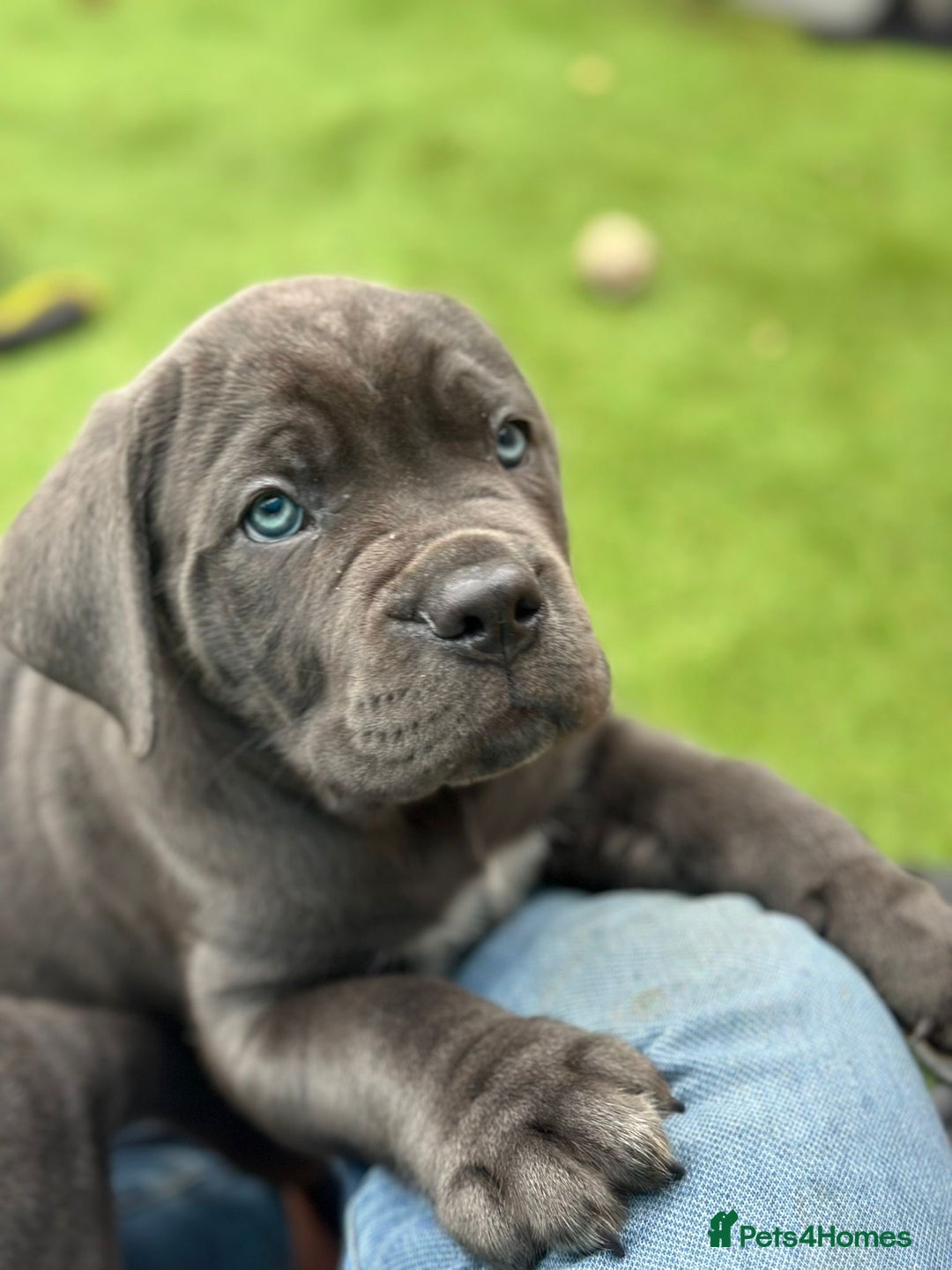Cane Corso dogs for sale:  Pure breed Cane Corso  Puppies Looking for Homes  - Image 34