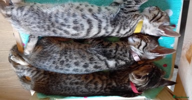 Bengal cats - Advert 8