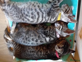 Bengal cats - Advert 8