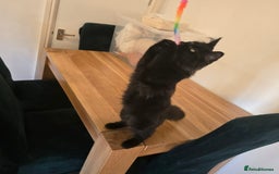 Maine Coon cats for sale: Last gorgeous Maine Coon  - Advert 11