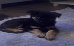 German Shepherd dogs for sale: German shepherd female  - Advert 8