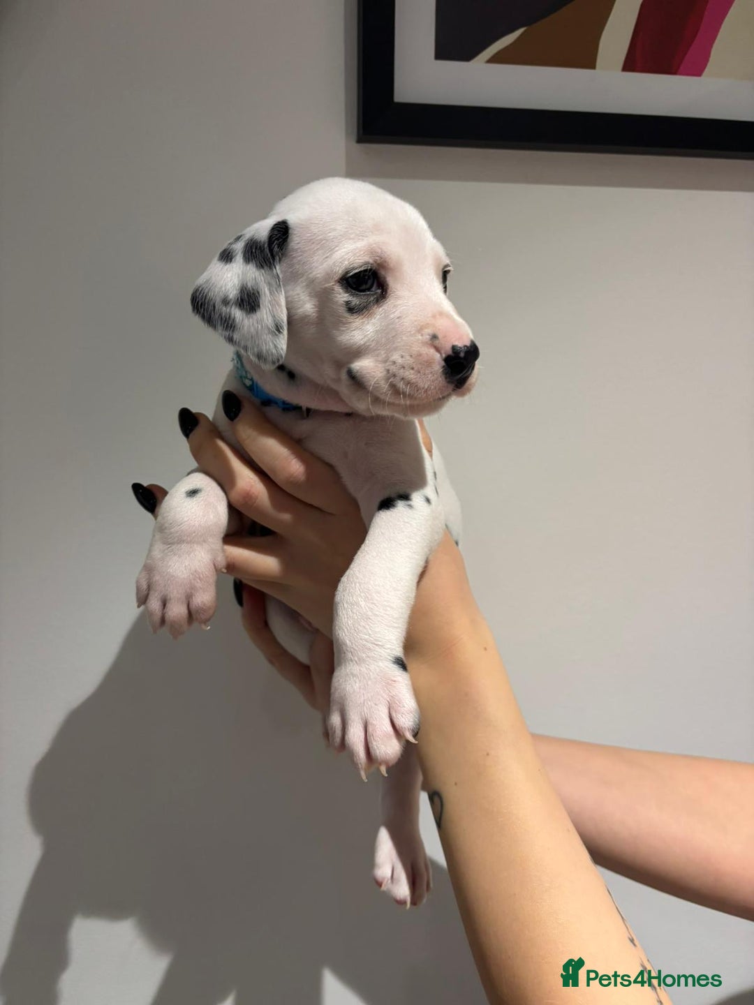 Dalmatian dogs for sale: Dalmatians for Sale (Last 2 Boys Left) - Advert 25