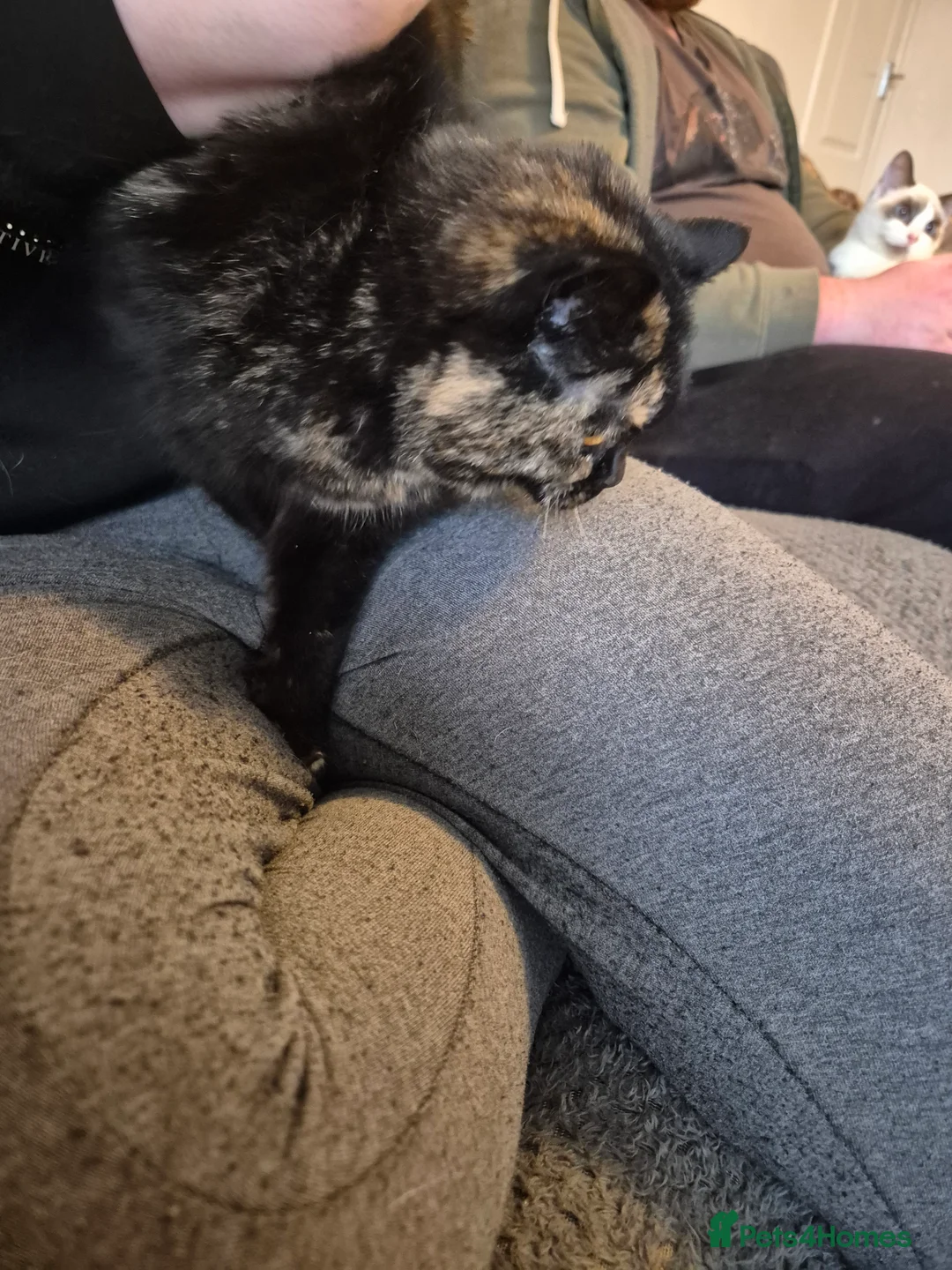 Selkirk Rex cats for sale: Pedigree tica reg black tortie neutered  - Advert 4