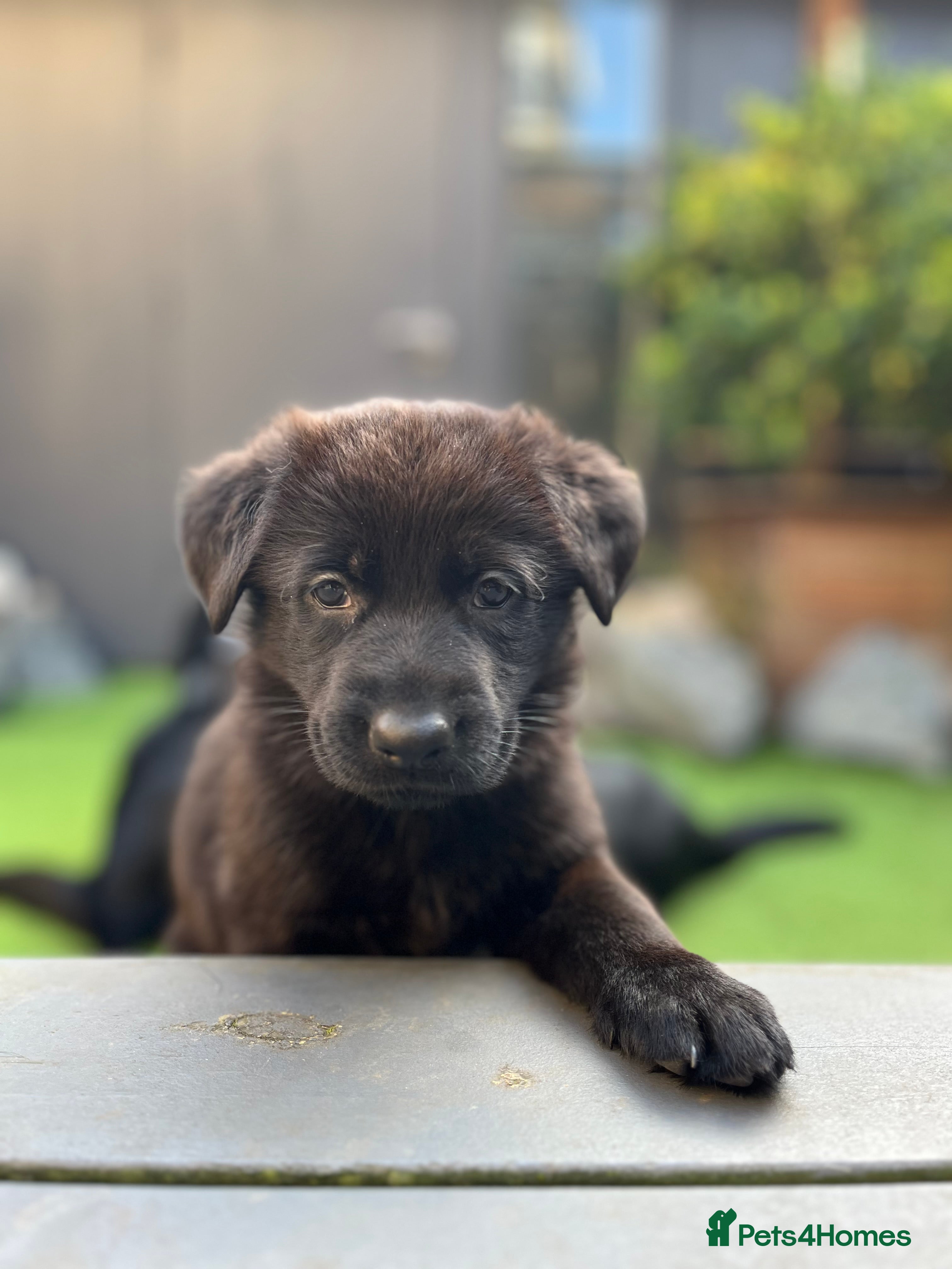 German Shepherd dogs Solid black German Shepard for sale  - Advert 6