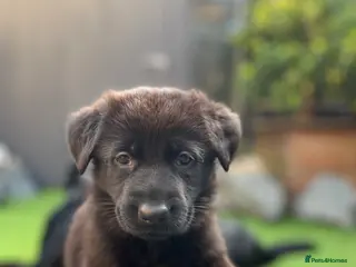German Shepherd dogs Solid black German Shepard for sale - Advert 6