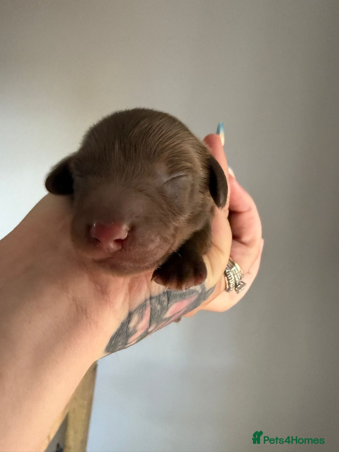 Miniature Dachshund dogs for sale: Fantastic long haired miniature dachshund - Image 13