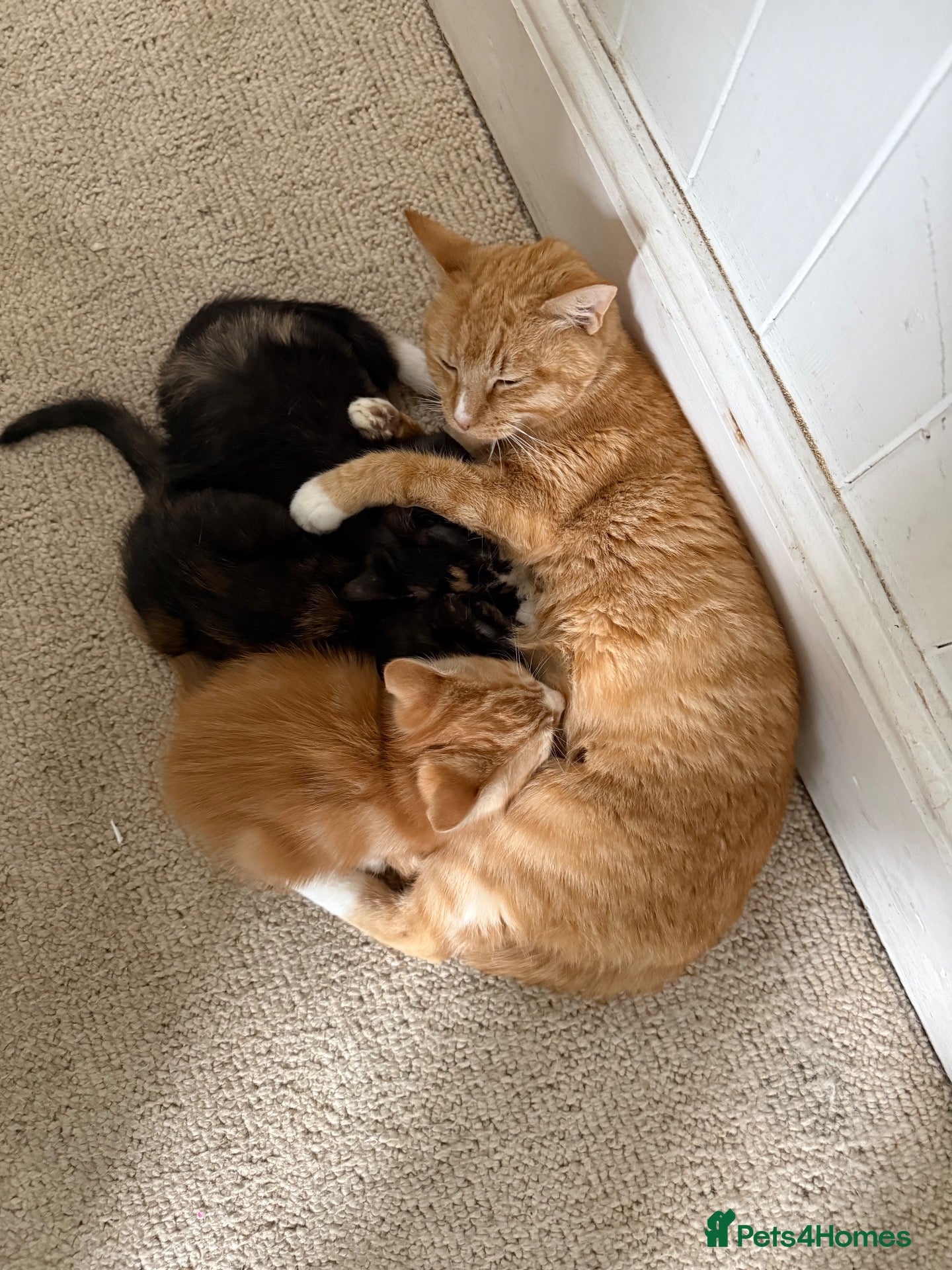 Mixed Breed cats for sale: 3 cute kittens  - Advert 2
