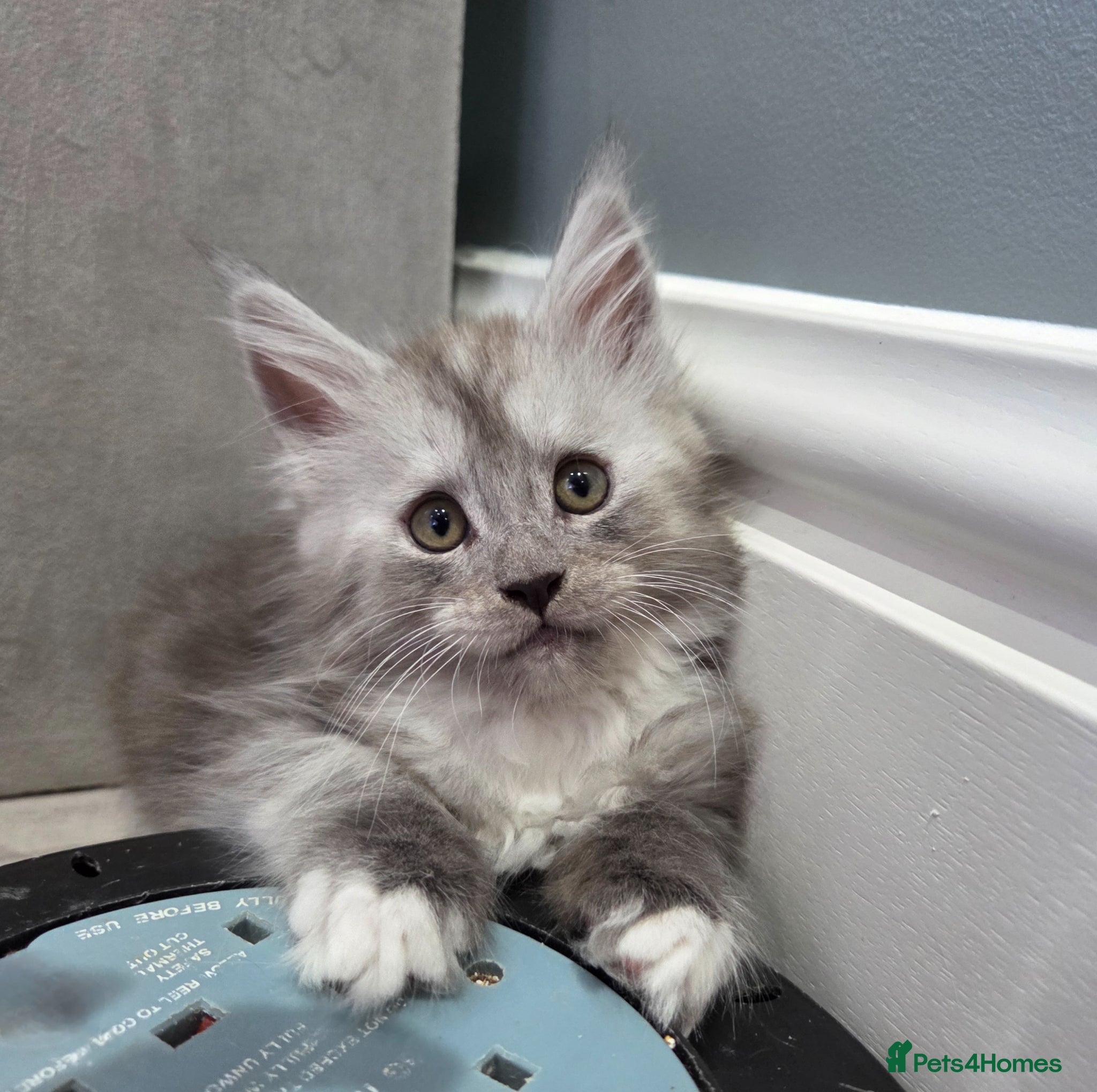 Maine Coon cats Black smoke and Silver kittens - Advert 13