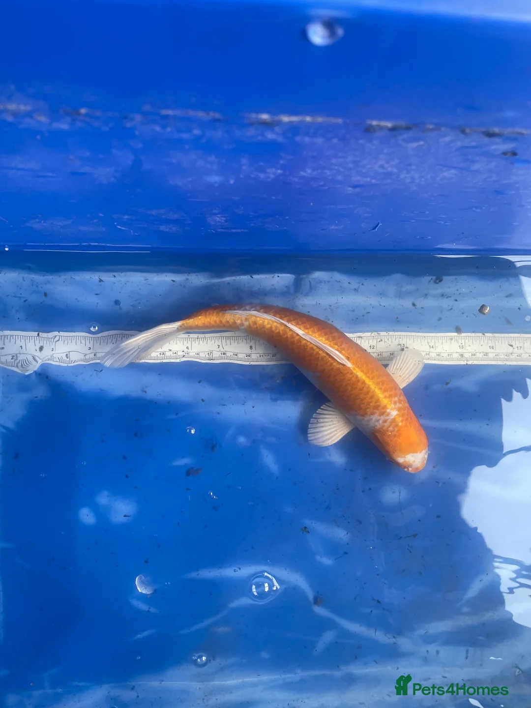 Koi Carp fish for sale: Koi carp and butterfly koi  - Advert 3