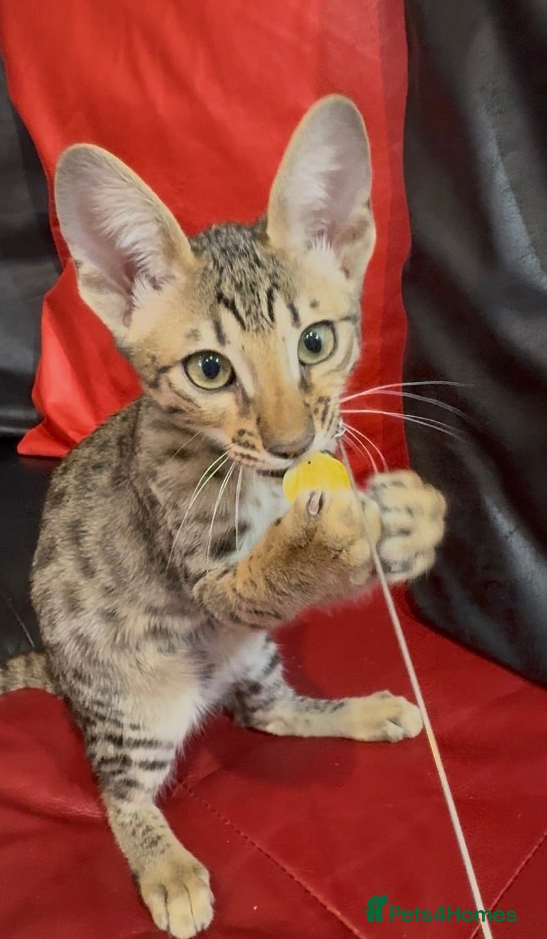 Savannah cats Exceptional Quality Tica Regist. Savannah kittens - Advert 1