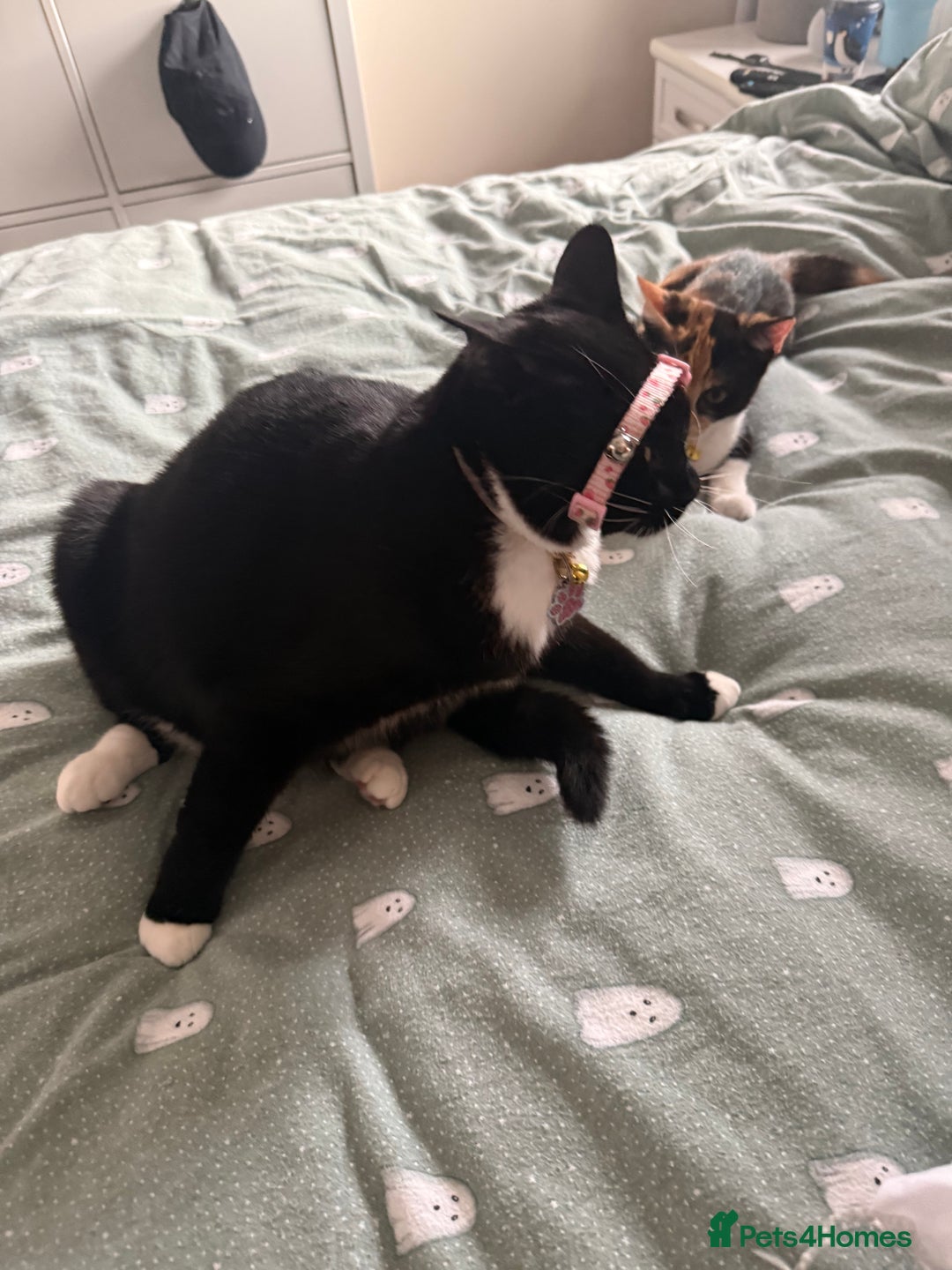 British Shorthair cats for sale: Playful Kitten  - Image 2