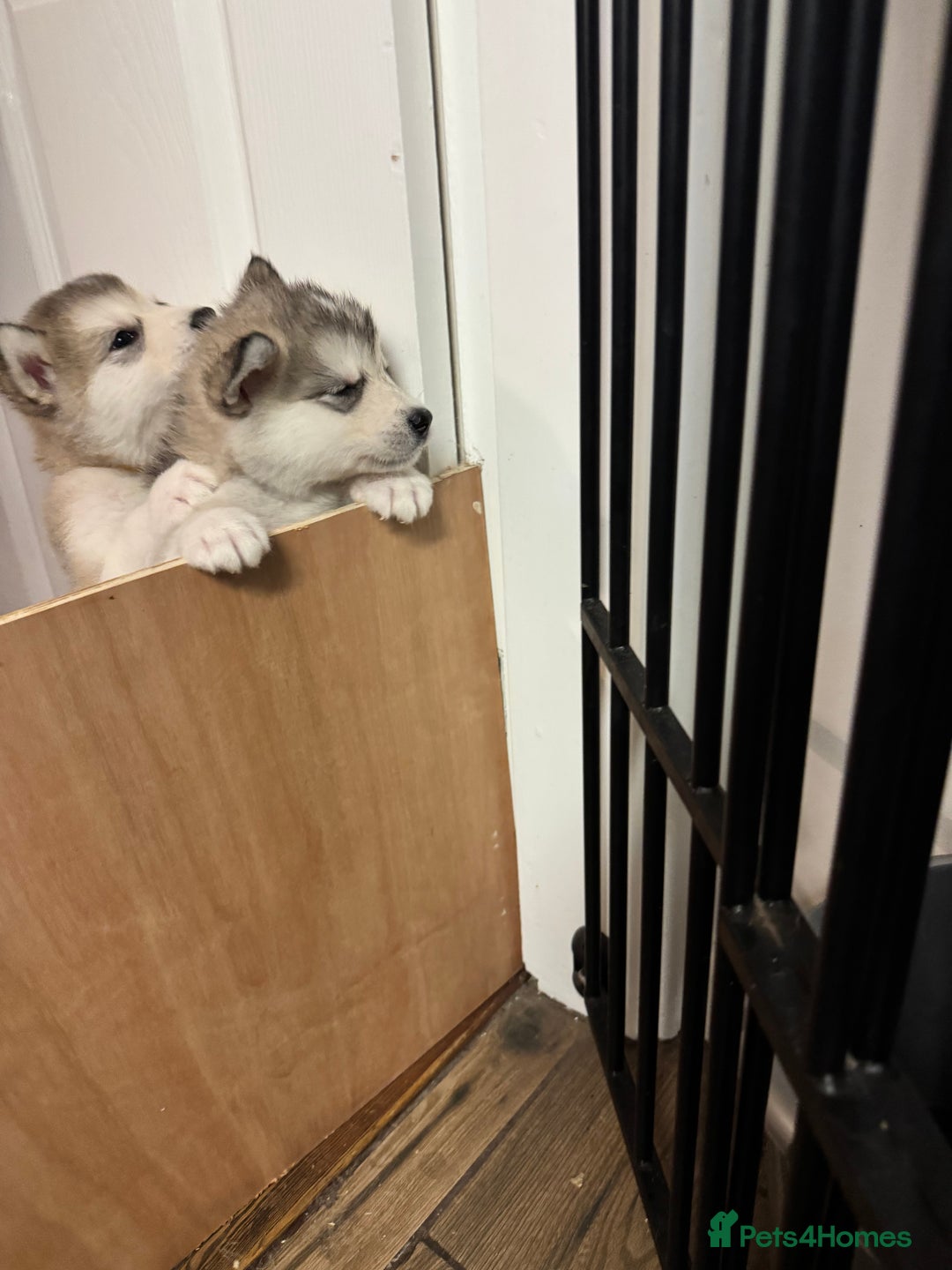 Alaskan Malamute dogs for sale: 3 left beautiful Alaskan malamute puppies  - Advert 2
