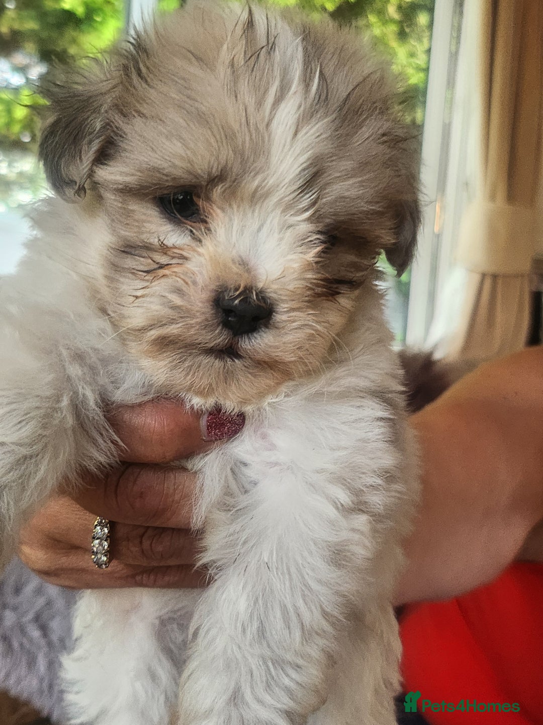 Zuchon dogs for sale: Billion frise x shizu pups 2 boys - Image 6