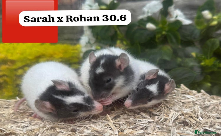 Rat rodents - Advert 1