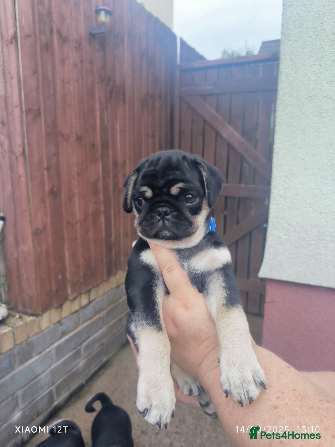 Pug dogs for sale: 2 KC Pug puppies available from a litter of 3. - Image 8