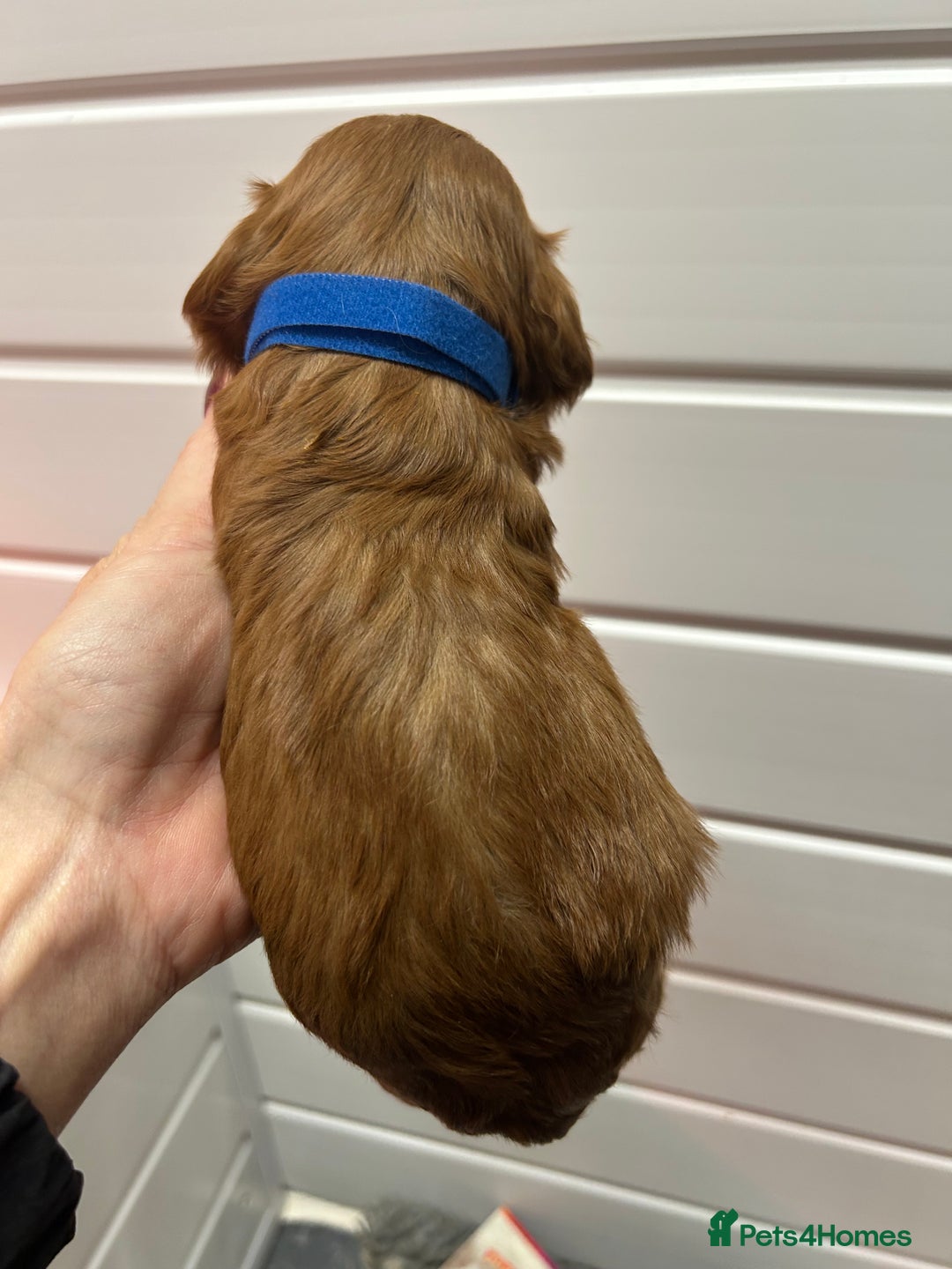 Cockapoo dogs for sale: F1 TOY SHOW TYPE DNA 🧬 CLEAR COCKAPOO BABIES 🧸 - Advert 5