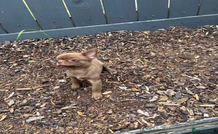 Chihuahua dogs - Advert 1