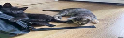 Mixed Breed cats for sale: Half Bengal - Half Mixed breed, litter trained,  in Enfield - Advert 8