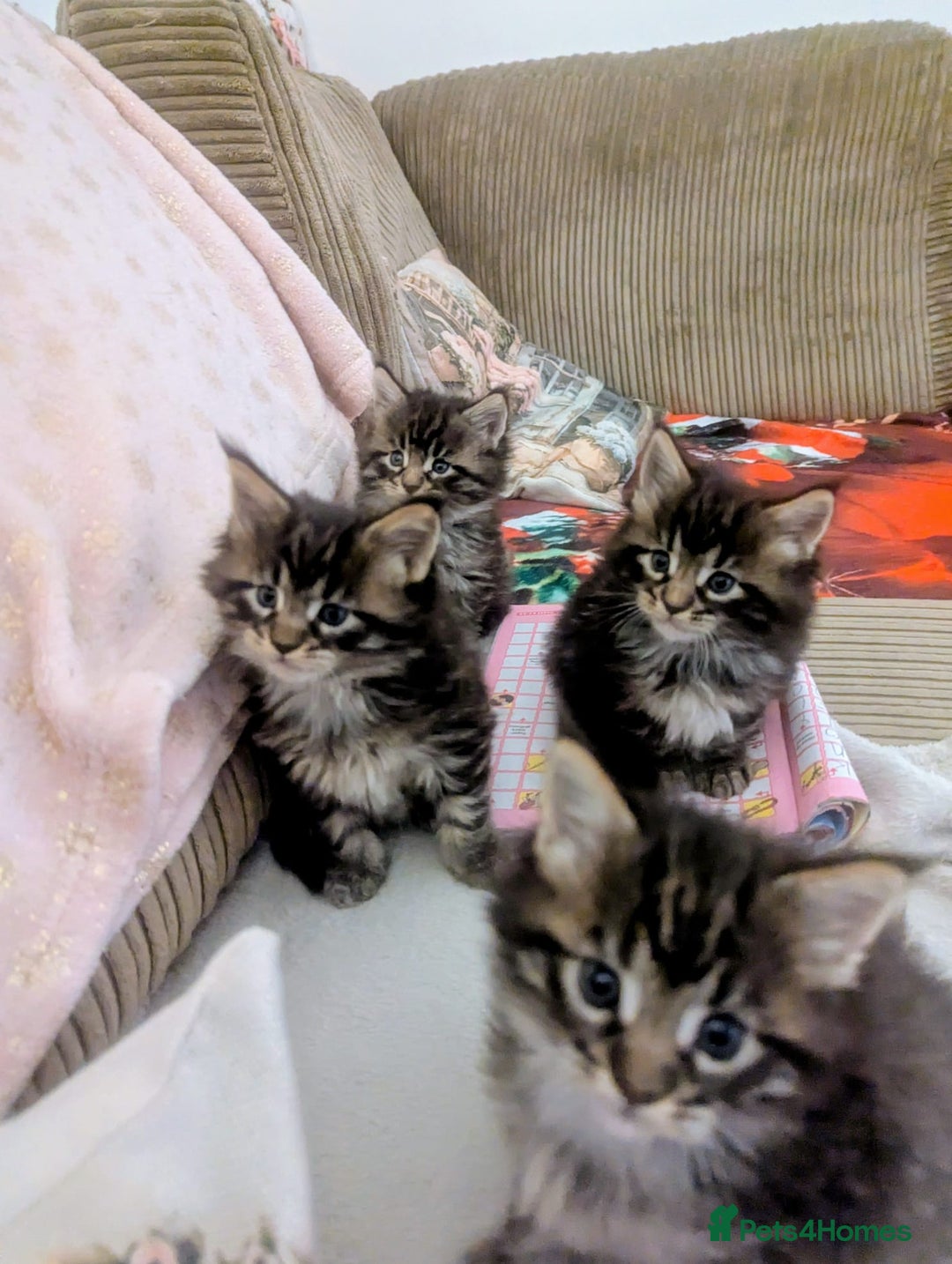 Maine Coon cats for sale: Mainecoon female 'lily' looking for family home 🏡 - Advert 5