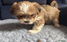 Lhasa Apso dogs for sale: Lhasa Apso Puppies – Tiny Tails, Big Hearts! - Image 17