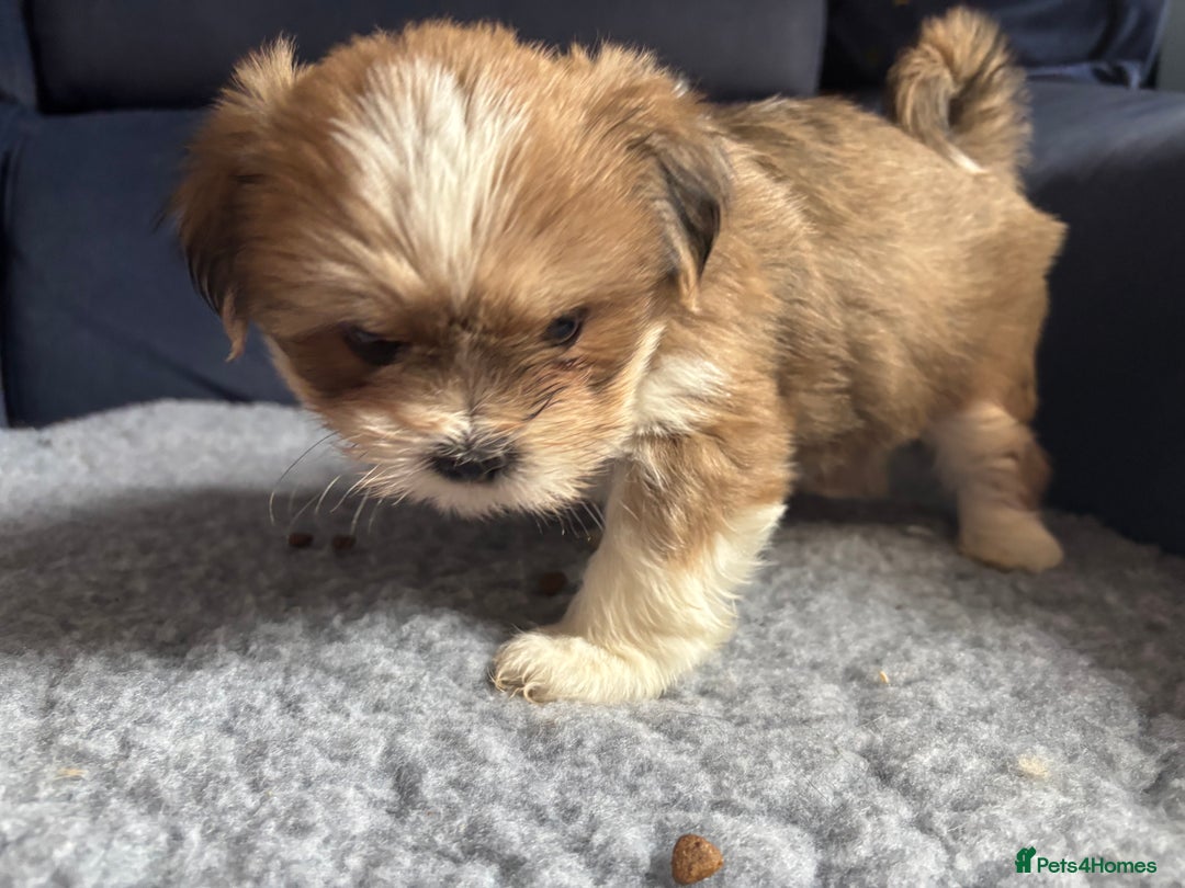 Lhasa Apso dogs for sale: Lhasa Apso Puppies – Tiny Tails, Big Hearts! - Image 17