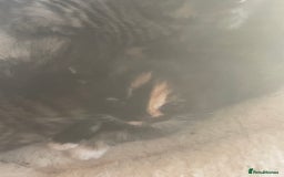 Bengal cats for sale: Part bengal kittens  - Image 10