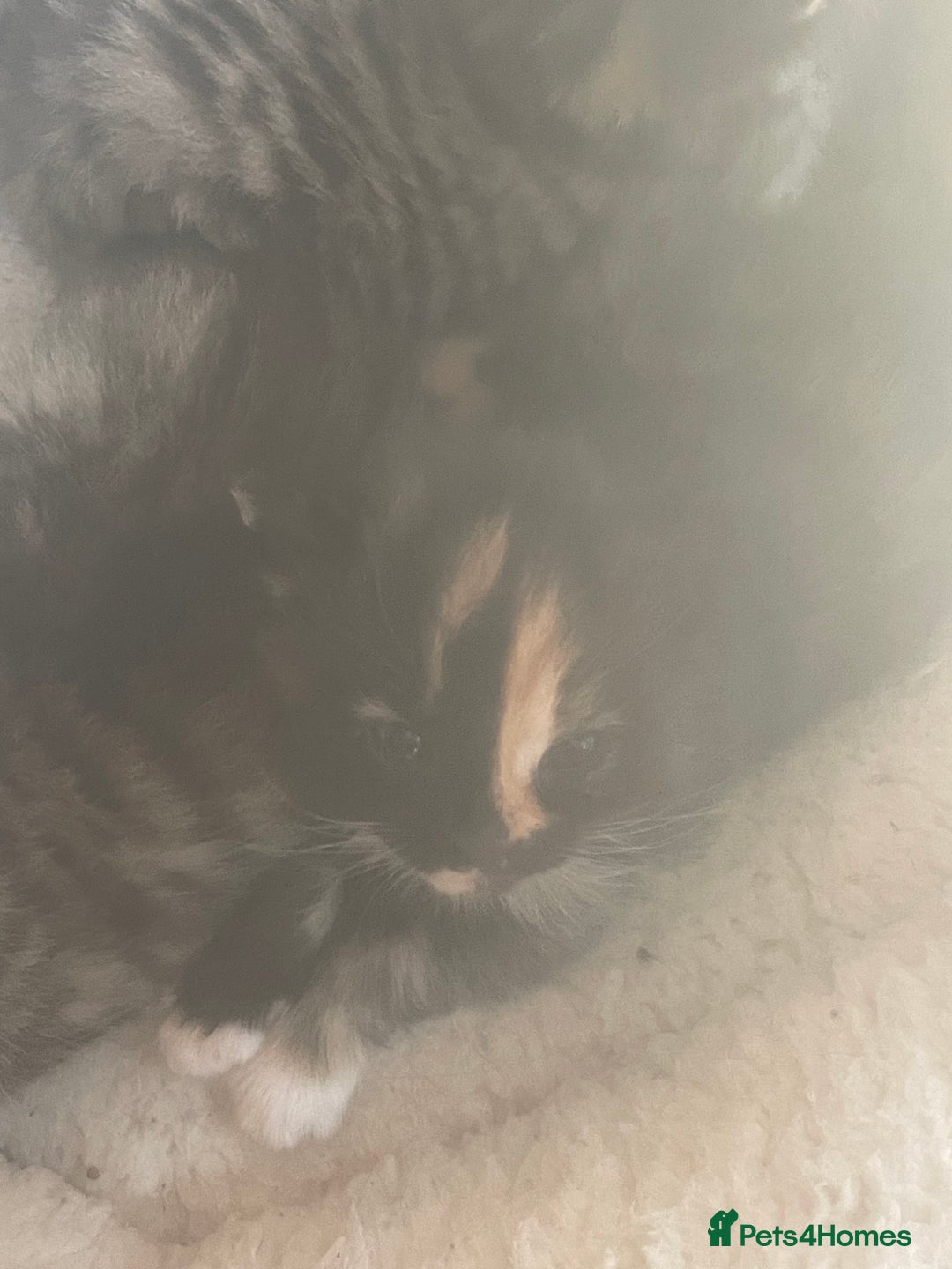 Bengal cats for sale: Part bengal kittens  - Image 10