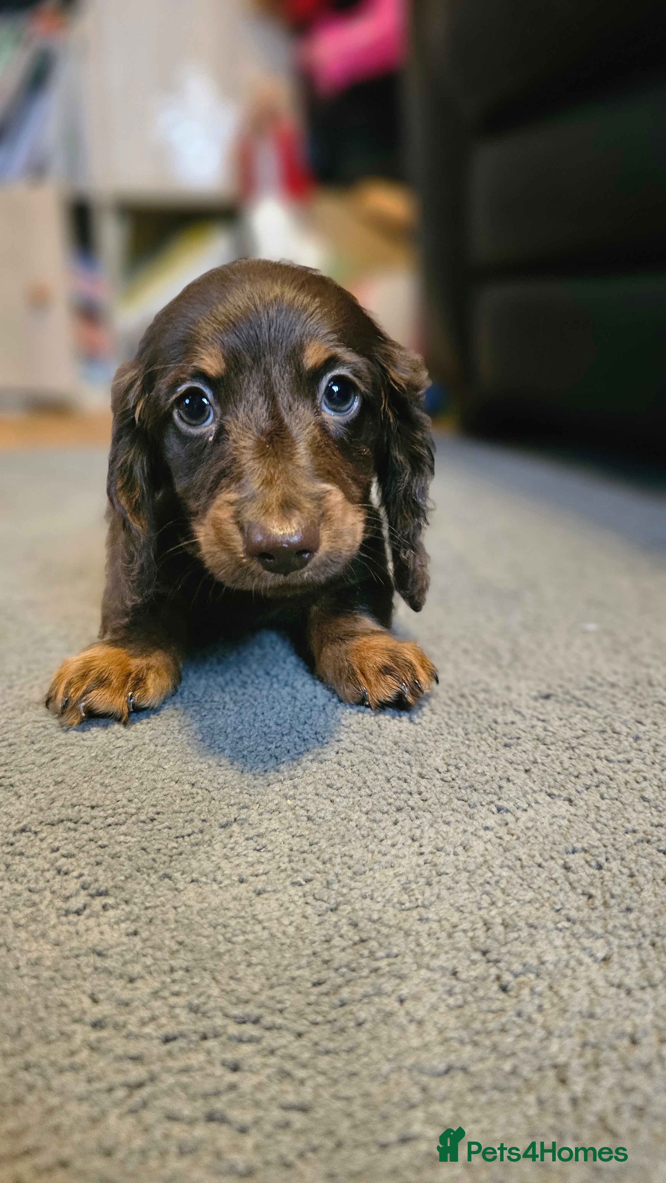 Miniature Dachshund dogs Miniature Dachshund Long Haired  - Advert 2