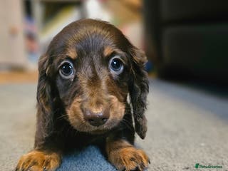 Miniature Dachshund dogs Miniature Dachshund Long Haired - Advert 6