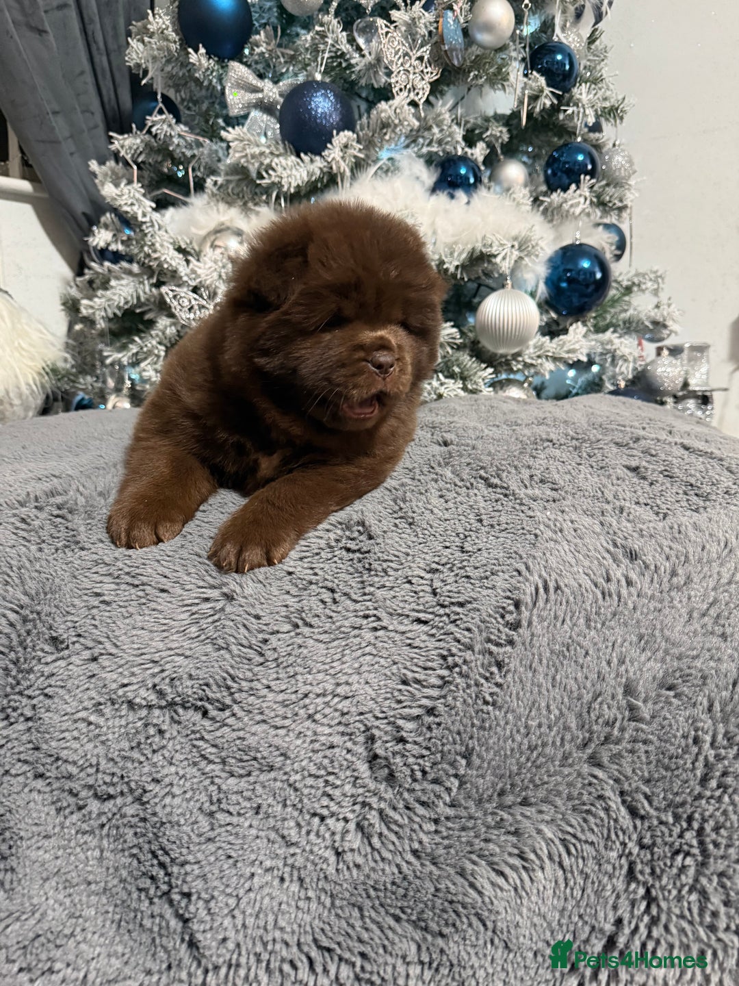 Chow Chow dogs for sale: (READY NOW) Chocolate chow chow female - Advert 8