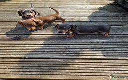 Miniature Dachshund dogs for sale: Adorable Miniture Dachshund  in Paignton - Image 11