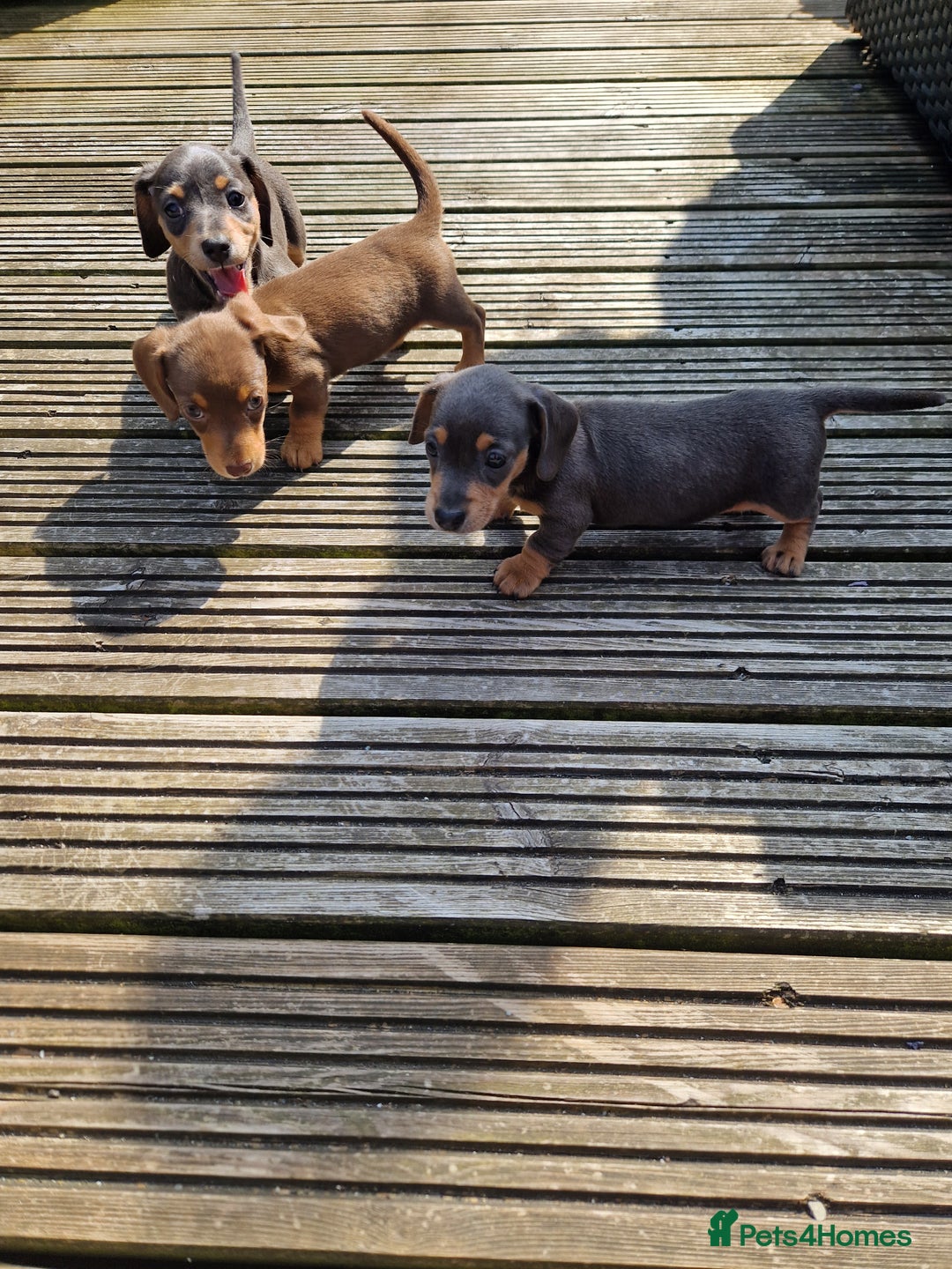 Miniature Dachshund dogs for sale: Adorable Miniture Dachshund  in Paignton - Image 11