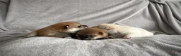 Japanese Shiba Inu dogs for sale: KC registered Japanese Shiba Inu puppies - Advert 23