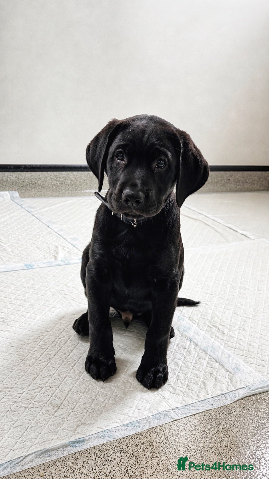 Labrador Retriever dogs Exceptional KC Reg Labrador Puppies For Sale! - Advert 1