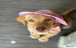 Labrador Retriever dogs for sale: nearly 7 month old labrador girl - Image 23