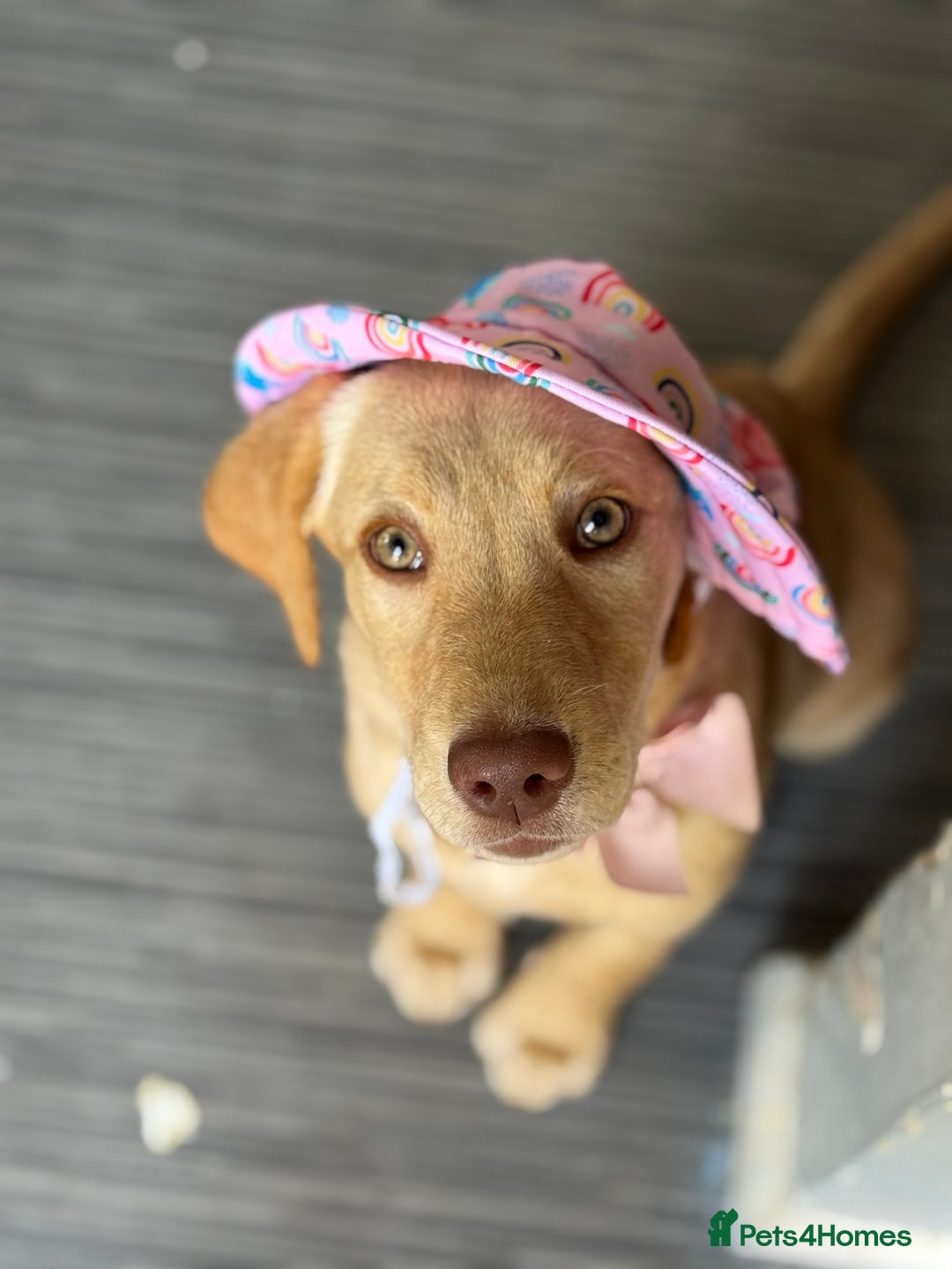 Labrador Retriever dogs for sale: nearly 7 month old labrador girl - Image 23