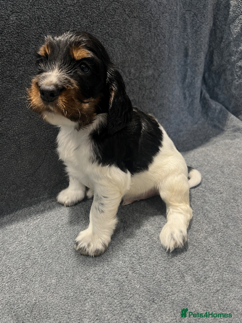 Cocker Spaniel dogs KC Registered Cocker Spaniels - Advert 2