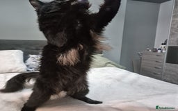 Maine Coon cats for sale: Stunning litter of maine coon kittens  - Advert 20