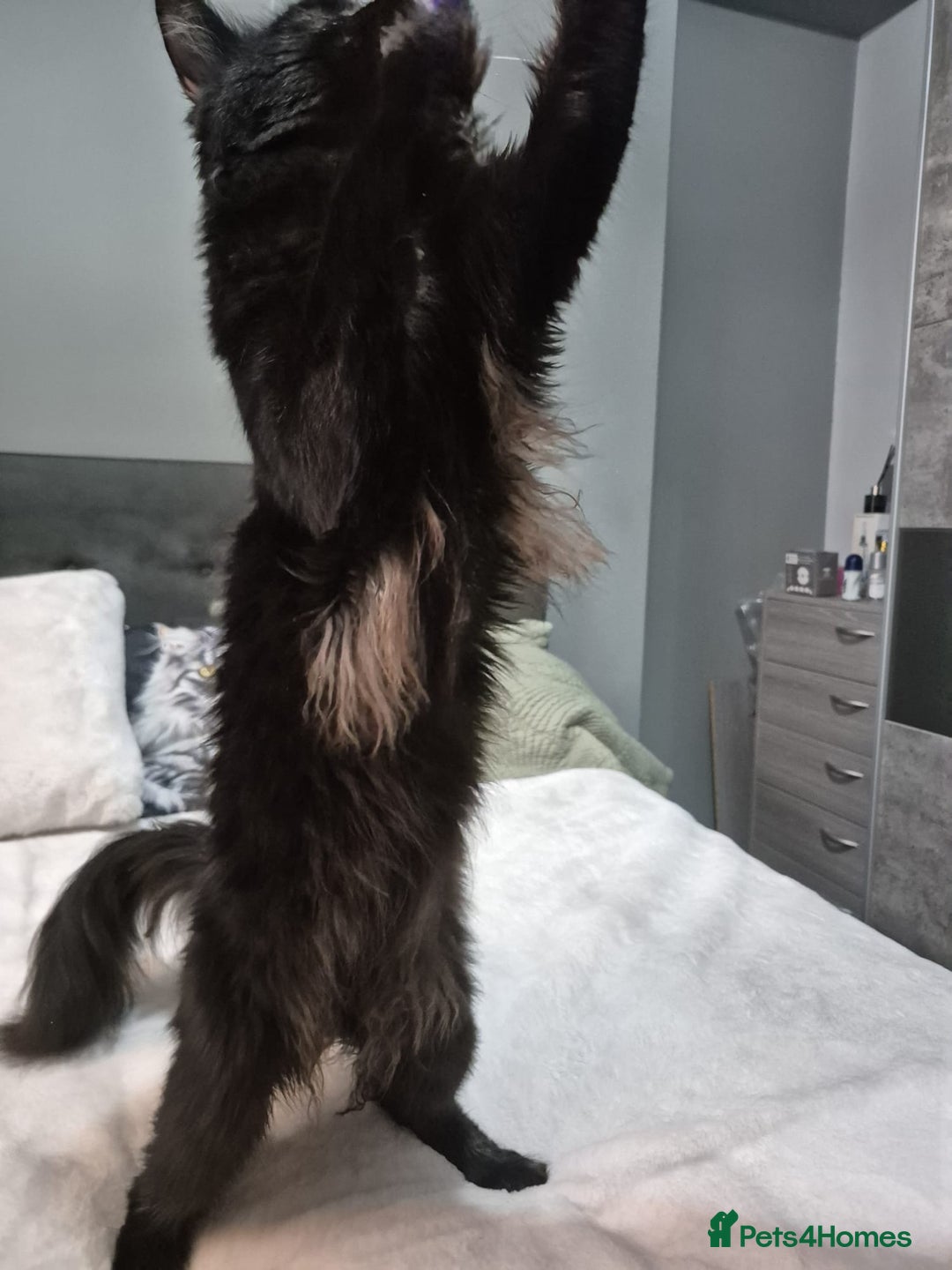 Maine Coon cats for sale: Stunning litter of maine coon kittens  - Advert 20