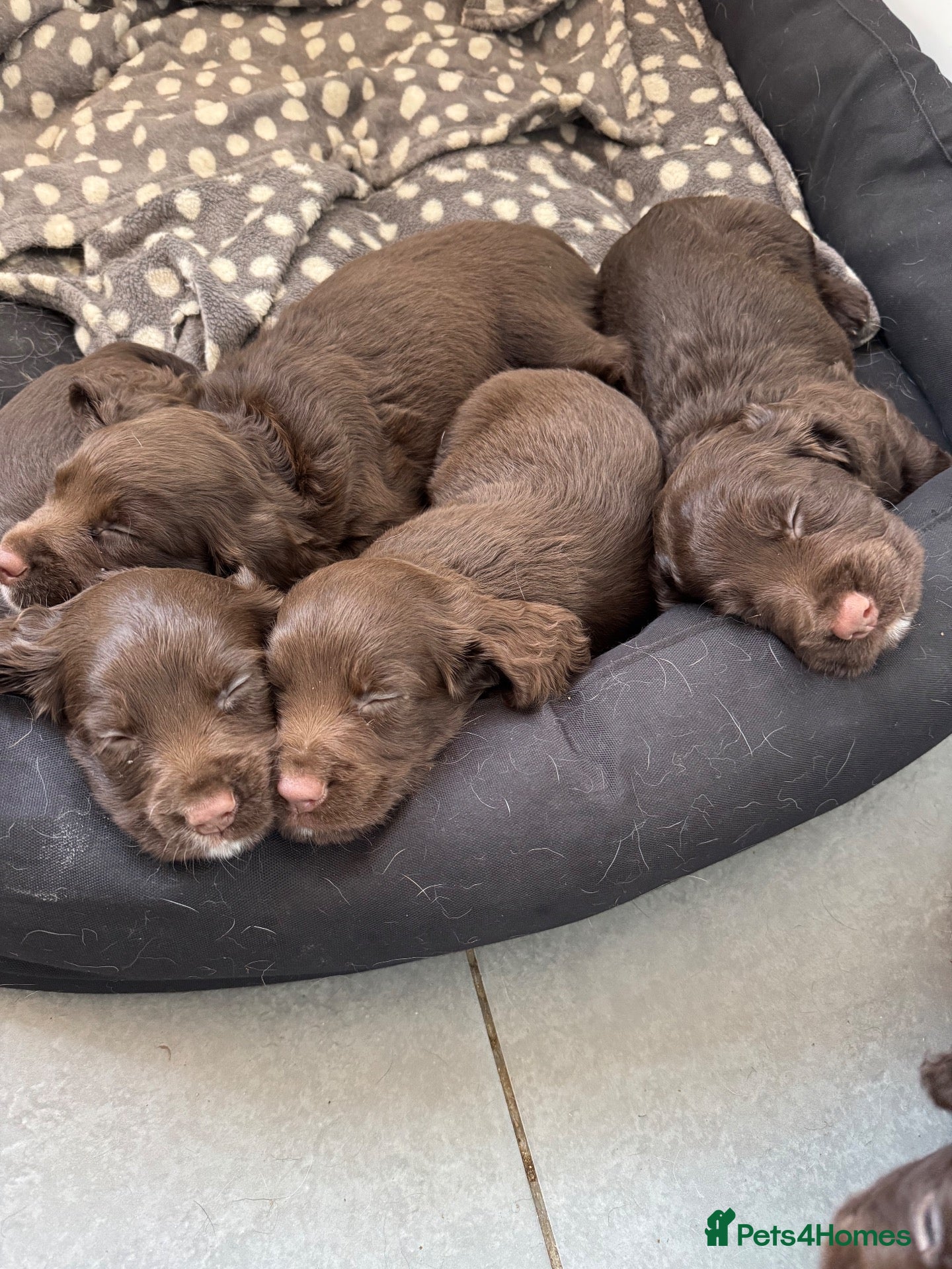 Sprocker dogs Sprocker spaniel puppies  - Advert 1