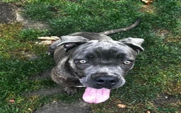 Cane Corso dogs for sale: Cane Corso girl  - Image 2