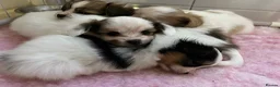 Papillon dogs for sale: Papillon Puppies for sale in Balerno - Advert 17