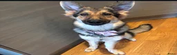 German Shepherd dogs for sale: 1 year old female GSD for sale  - Advert 2
