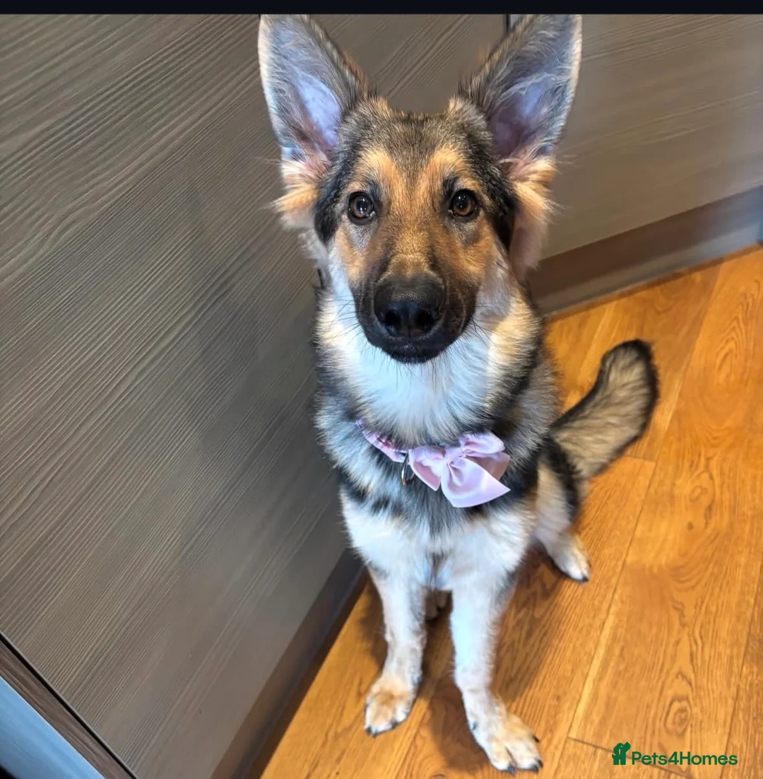 German Shepherd dogs for sale: 1 year old female GSD for sale  - Advert 2