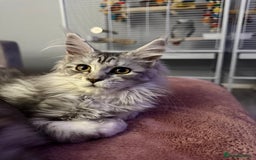 Maine Coon cats for sale: Rare opportunity imported stud  - Image 4