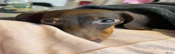 Miniature Dachshund dogs for sale: Loverly Dog  - Advert 3