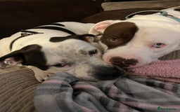 Mixed Breed dogs for sale: 4 beautiful American bully cross staffy puppies - Image 11