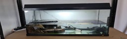 Turtle reptiles for sale: Turtle and setup - Advert 3