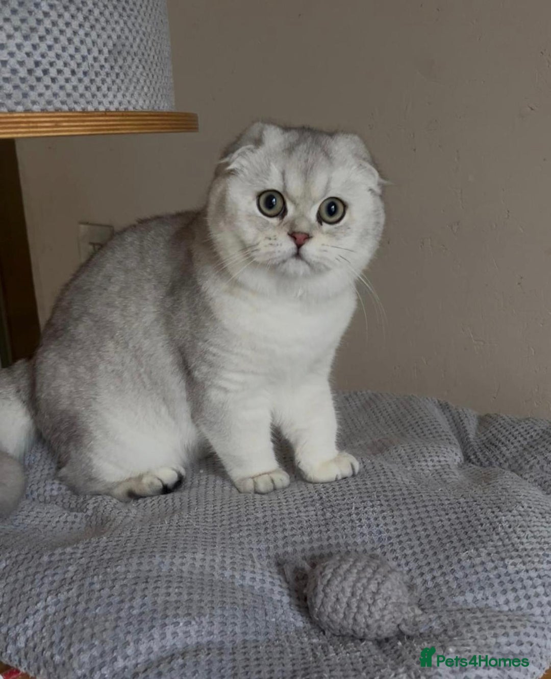 Scottish Fold cats for sale: Scottish fold and straight kittens  - Advert 1