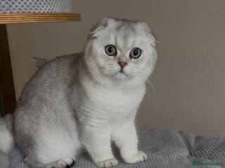 Scottish Fold cats Scottish fold and straight kittens - Advert 1